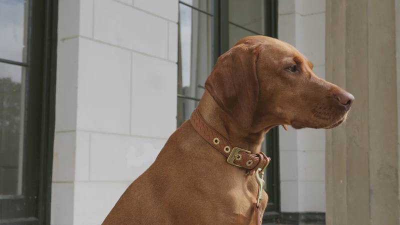 Eleganz für Hund und Halter